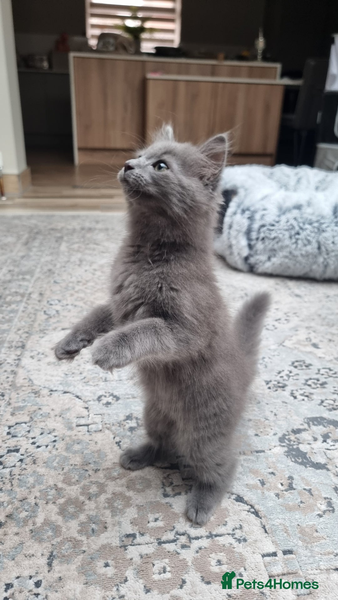 British Longhair cats for sale: Longhair  - Image 3