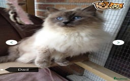 Ragdoll cats for sale: Ragdoll Kittens - Image 18