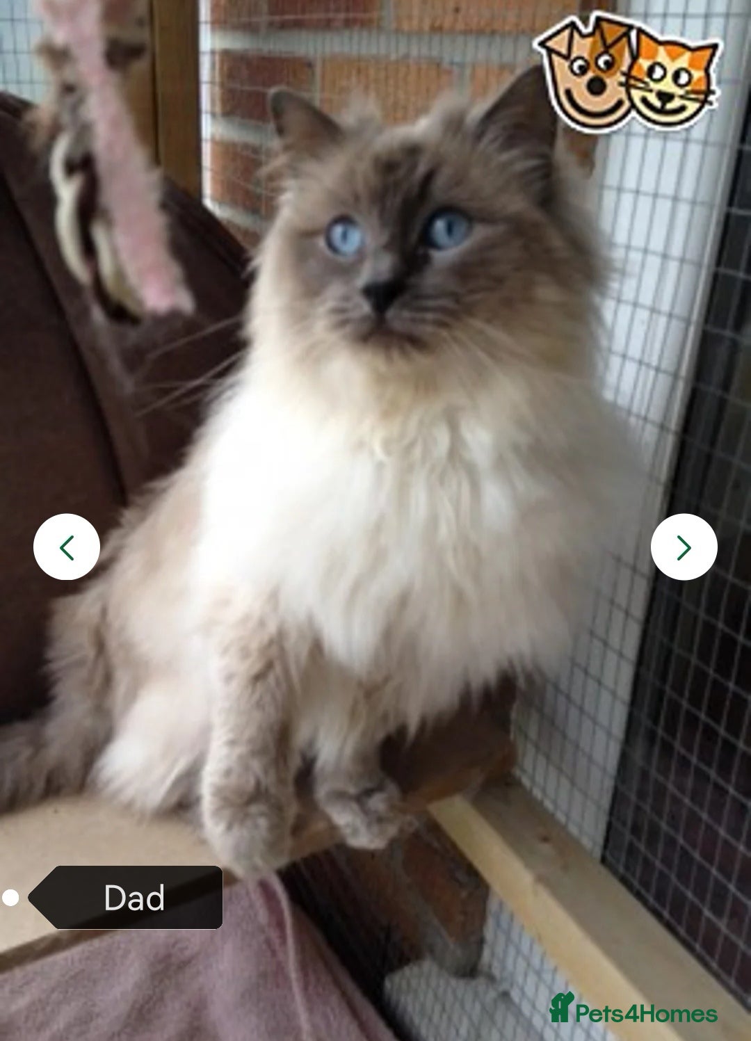 Ragdoll cats for sale: Ragdoll Kittens - Image 18