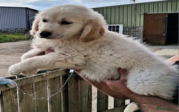 Golden Retriever dogs for sale: Golden Retreiver Puppies  - Image 13