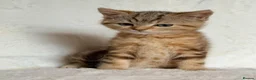 British Shorthair cats for sale: GCCF, BSH kittens from health tested parents  - Advert 12