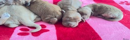 Goldendoodle dogs for sale: Golden doodle puppy’s for sale  - Advert 9