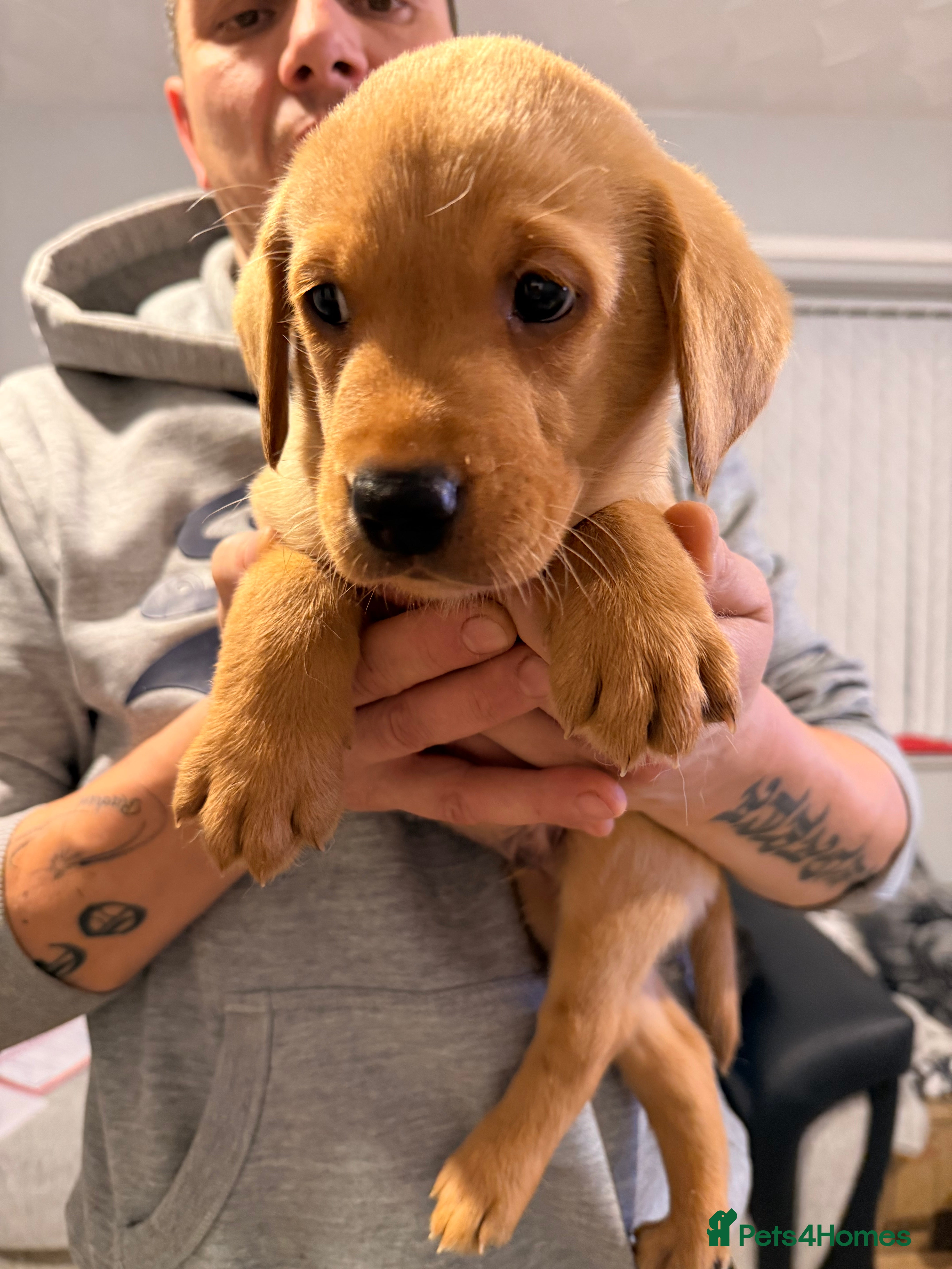 Labrador Retriever dogs Stunning Labrador puppies  - Advert 12