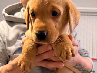 Labrador Retriever dogs Stunning Labrador puppies - Advert 14