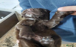 Sprocker dogs for sale: Sprocker ( Springer x Cocker ) pups for sale - Image 4