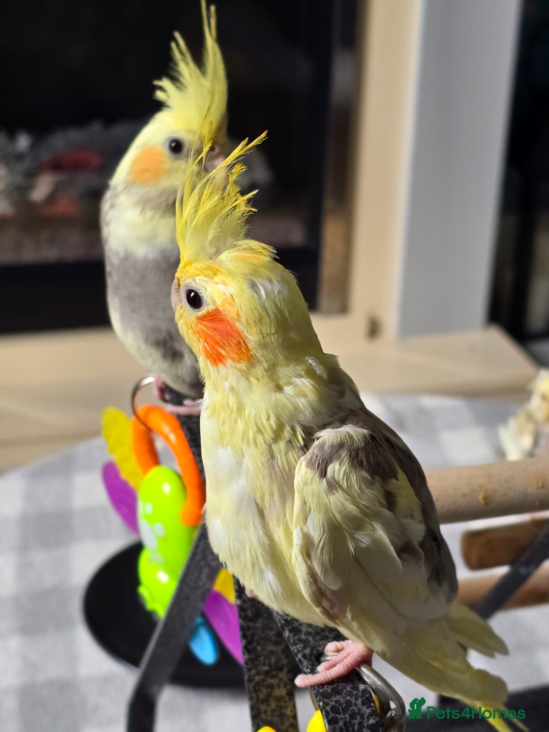 Cockatiels birds for sale: Handreared Cockatiels - Image 11