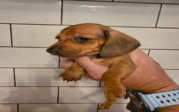 Miniature Dachshund dogs for sale: Full of champions!!! pra clear mini dachshunds in South Shields - Image 10