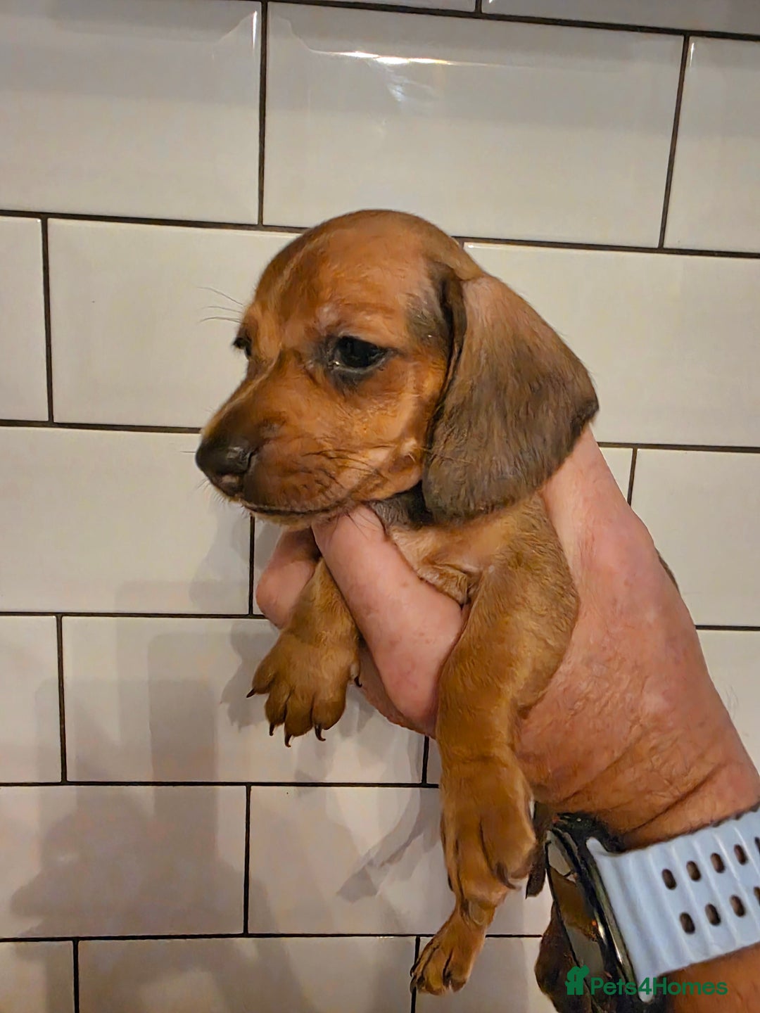 Miniature Dachshund dogs for sale: Full of champions!!! pra clear mini dachshunds in South Shields - Image 10