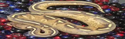 Python Snake reptiles for sale: Ball Pythons - Advert 1