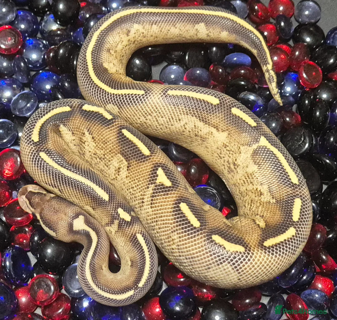 Python Snake reptiles for sale: Ball Pythons - Advert 1