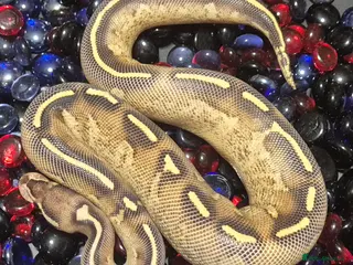 Python Snake reptiles Ball Pythons - Advert 2