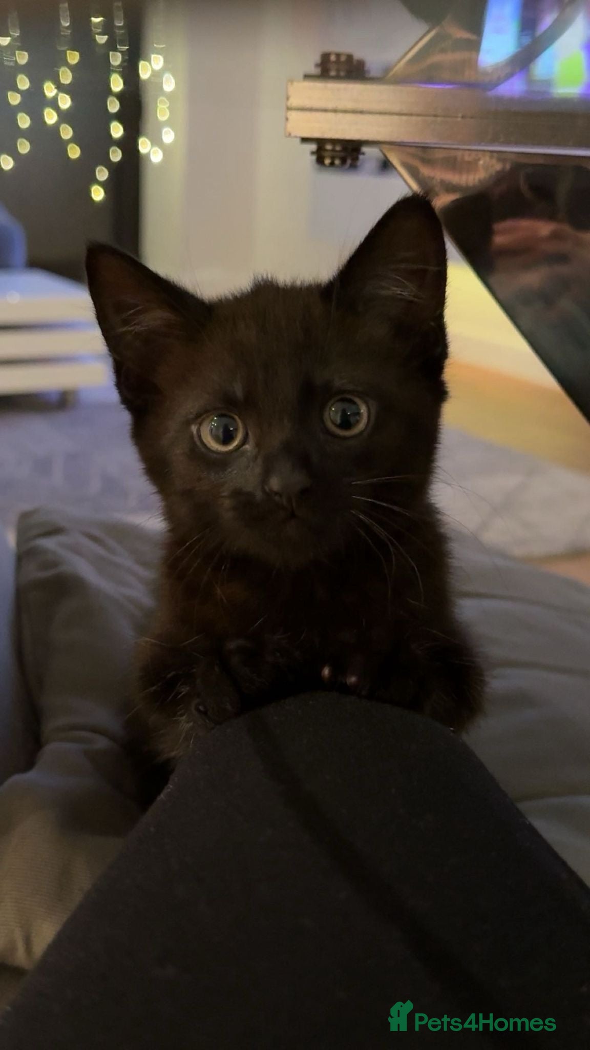 Mixed Breed cats Friendly Cat Looking for a Loving Home - Advert 4