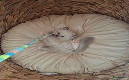 Ragdoll cats for sale: Stunning Ragdoll kittens  - Image 30