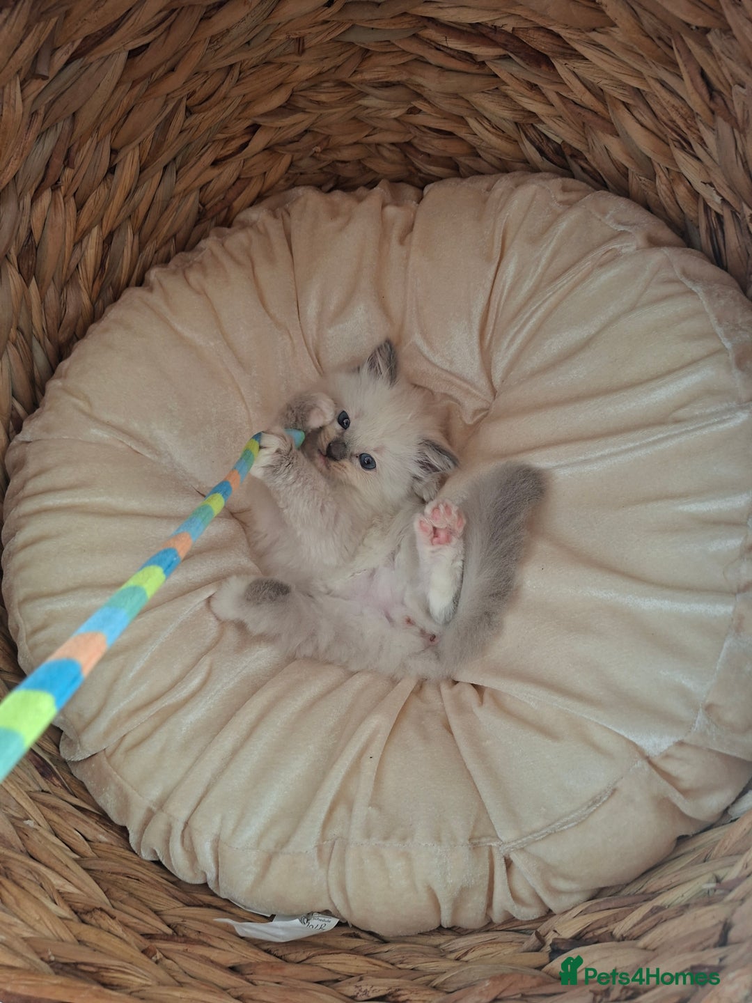 Ragdoll cats for sale: Stunning Ragdoll kittens  - Image 30