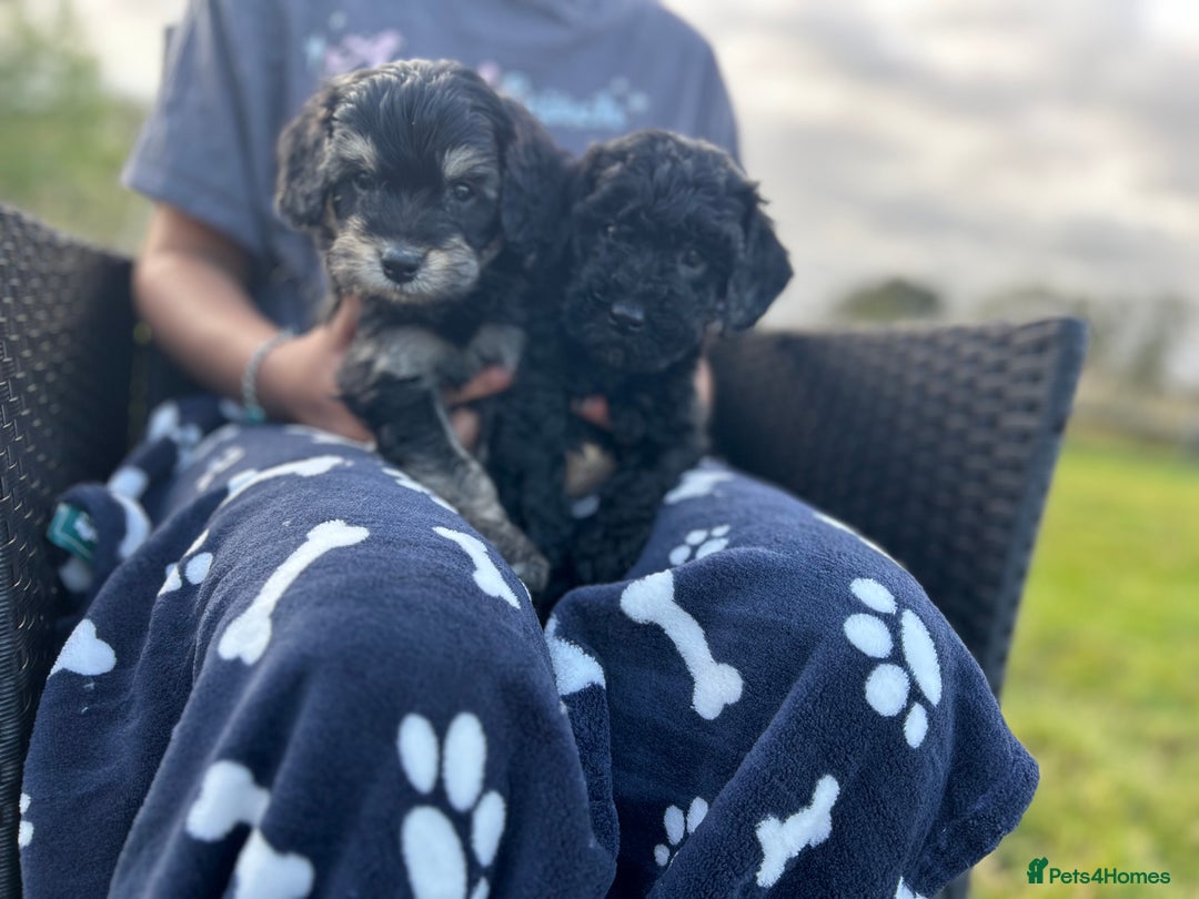 Cavapoo dogs for sale: Cavapoo puppies - Image 2