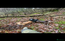 Cocker Spaniel dogs for sale: Working cocker Puppys  - Image 7