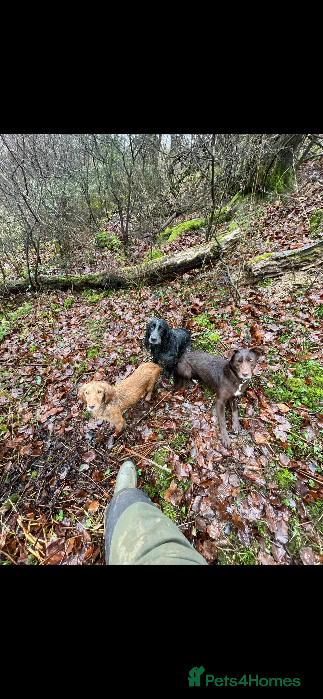 Cocker Spaniel dogs for sale: Working cocker Puppys  - Image 7