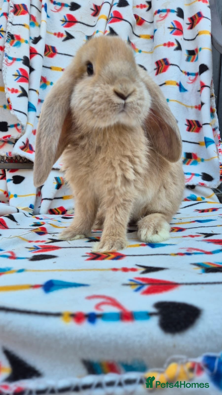 French Lop rabbits Frenchlop bucks available 8 weeks old today  - Advert 1