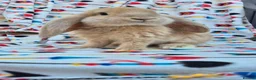 French Lop rabbits for sale: Frenchlop bucks available 8 weeks old today  - Advert 1