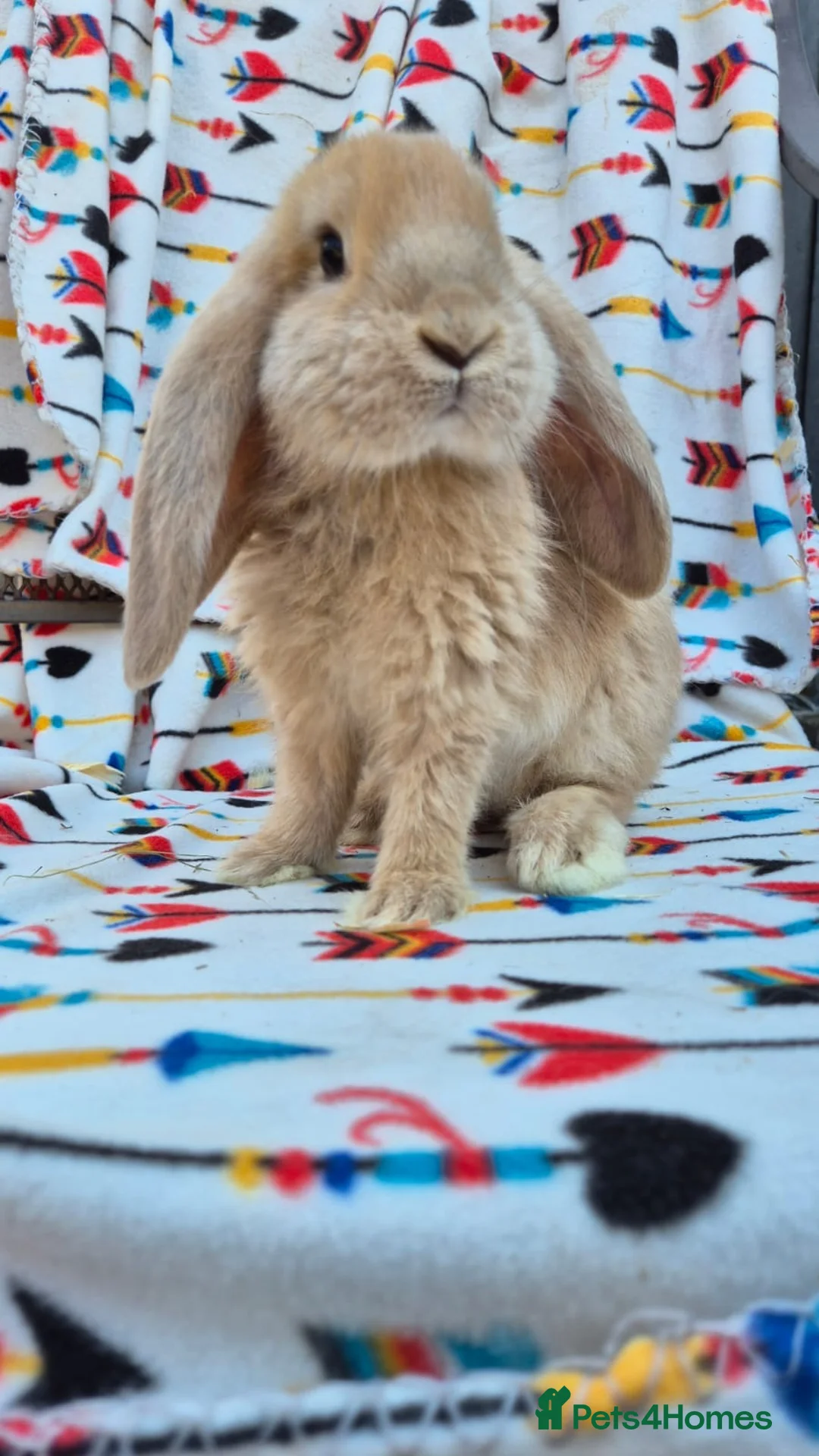 French Lop rabbits for sale: Frenchlop bucks available 8 weeks old today  - Advert 1