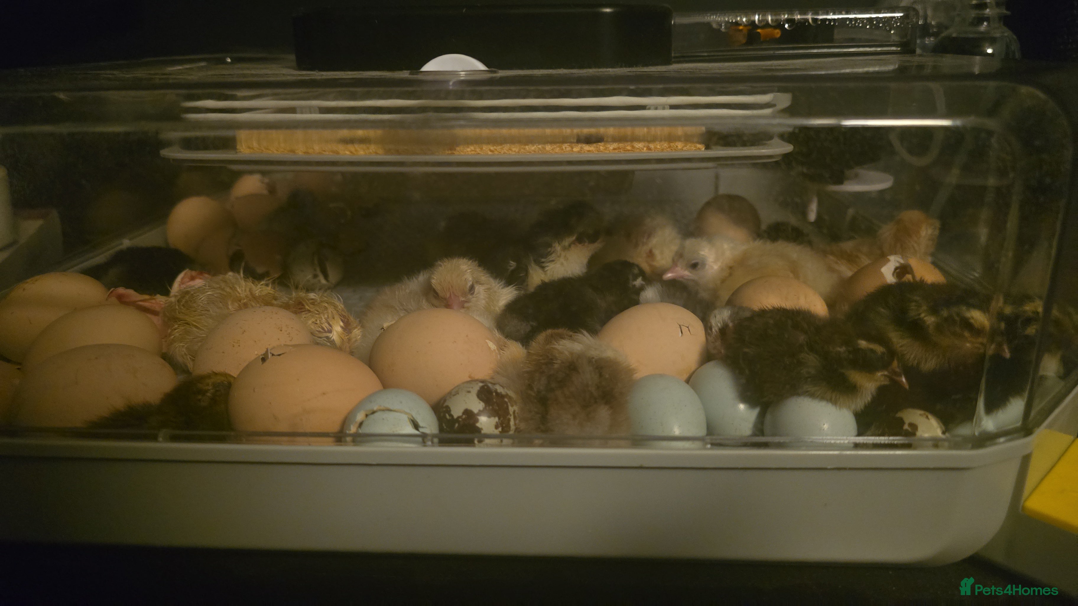 Chickens poultry PEKINS BANTAMS & QUAIL FORSALE CHICKS TO ADULTS  - Advert 4