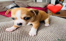 Chihuahua dogs for sale: Gorgeous Chihuahua Pups-only yellow girl left🐶💛 - Image 16