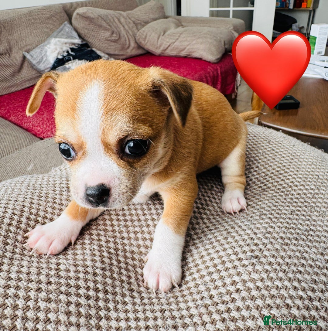 Chihuahua dogs for sale: Gorgeous Chihuahua Pups-only yellow girl left🐶💛 - Image 16