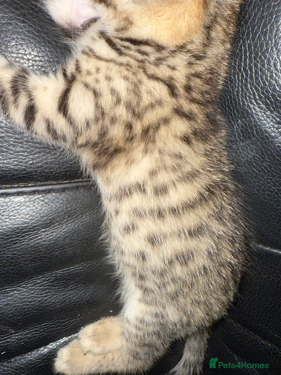 Savannah cats for sale: 3 beautiful kittens  - Image 18