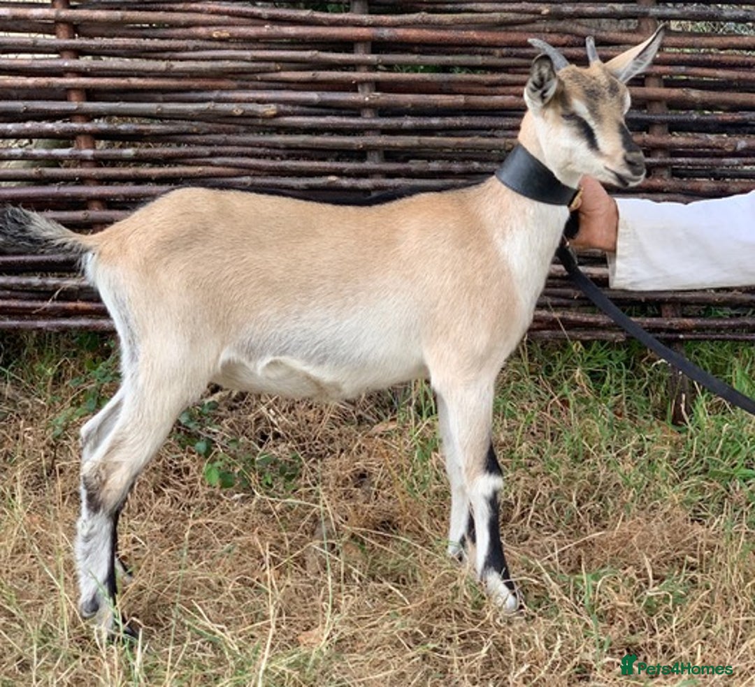 Goats livestock for sale: Three female English goats for £650 - Image 2
