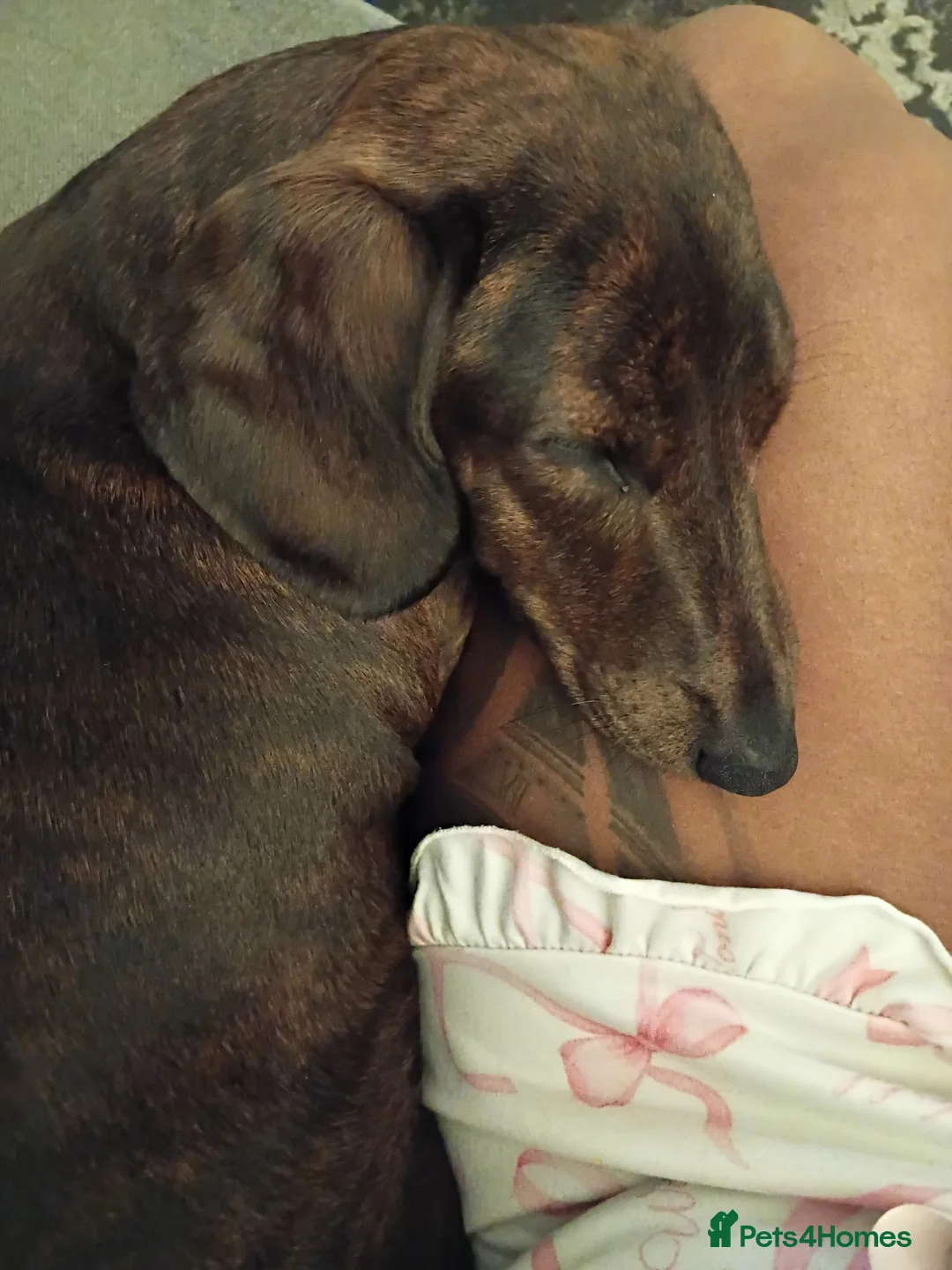 Miniature Dachshund dogs for sale: MINI DACHSHUND PUPS. PRA CLEAR.  - Advert 2