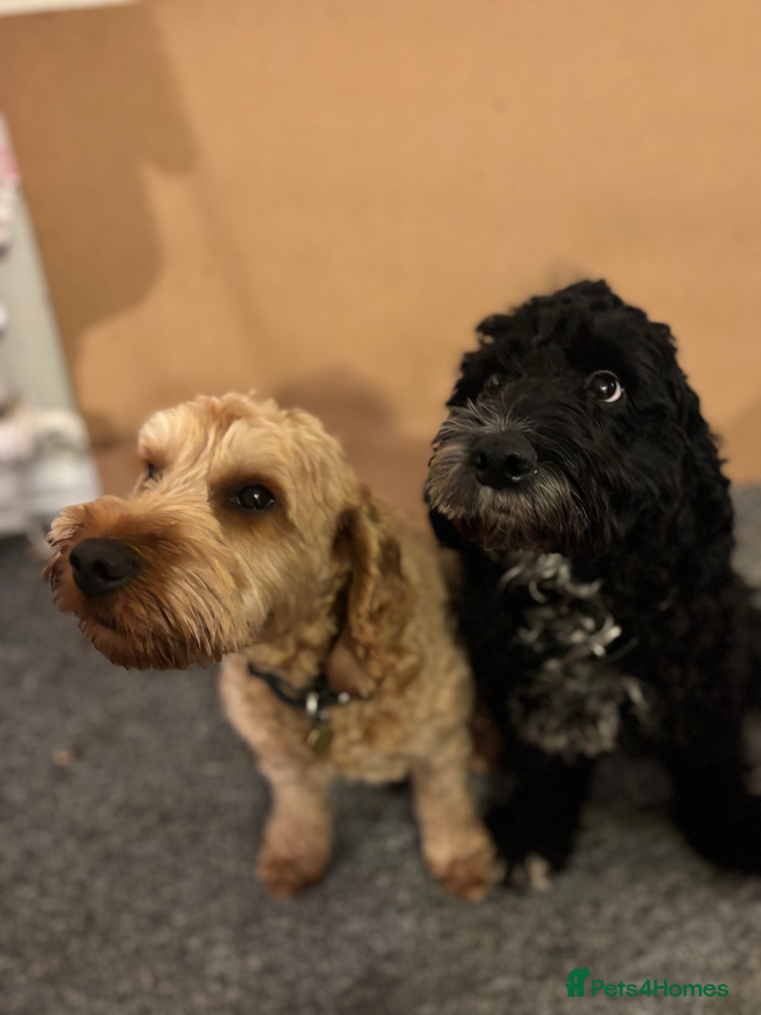 Cockapoo dogs for sale: Last Two Cockapoo Pups  - Image 14