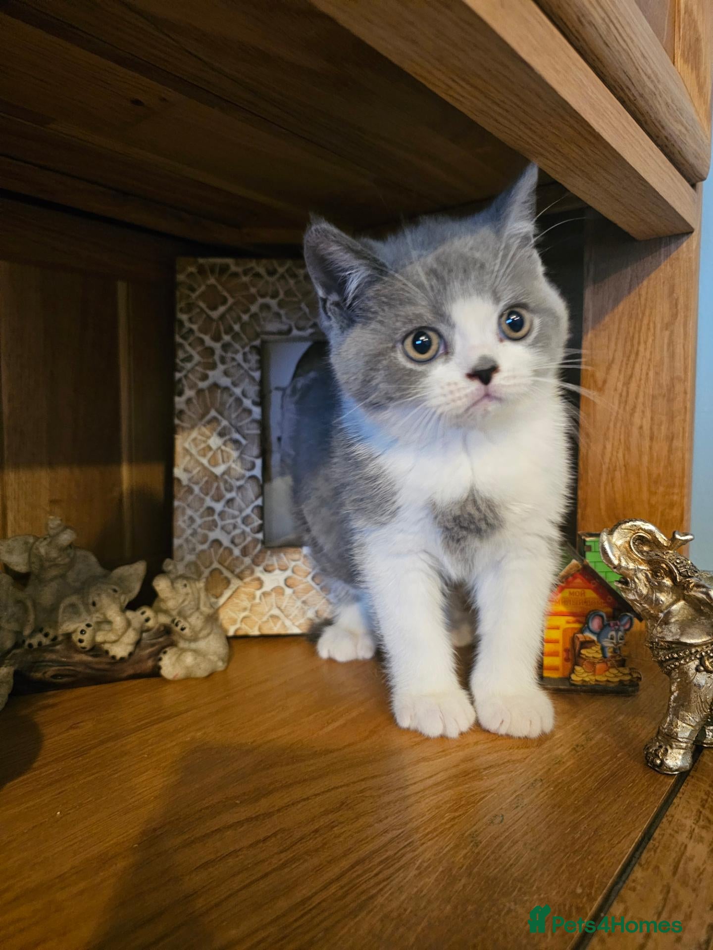 British Shorthair cats British shorthair kittens for sale.  - Advert 2