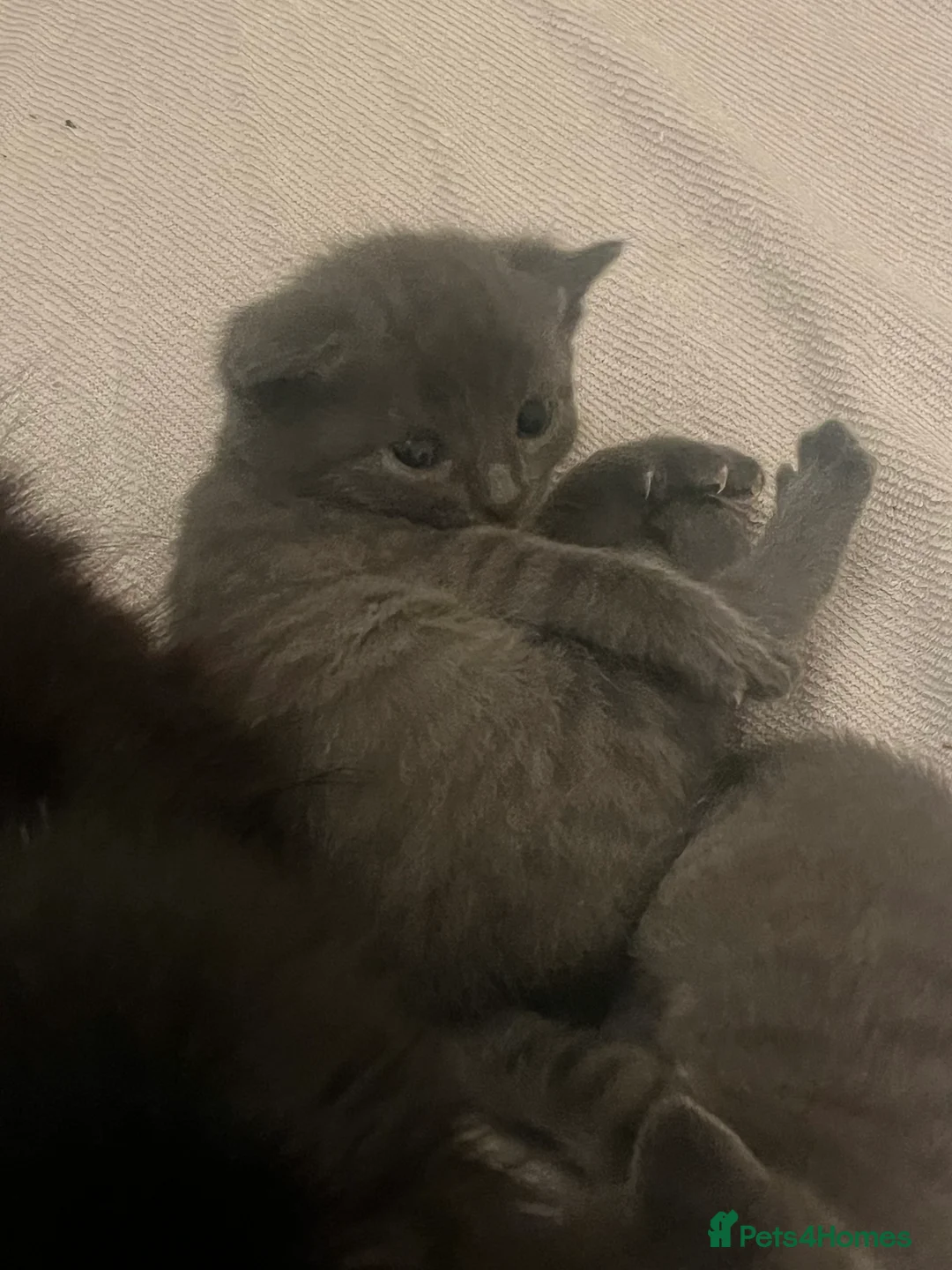 Mixed Breed cats for sale: 2 Grey kittens - Advert 7