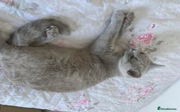 British Shorthair cats for sale: ⭐ Beautiful British Shorthair Hazel, 3.5 Years Old - Advert 7