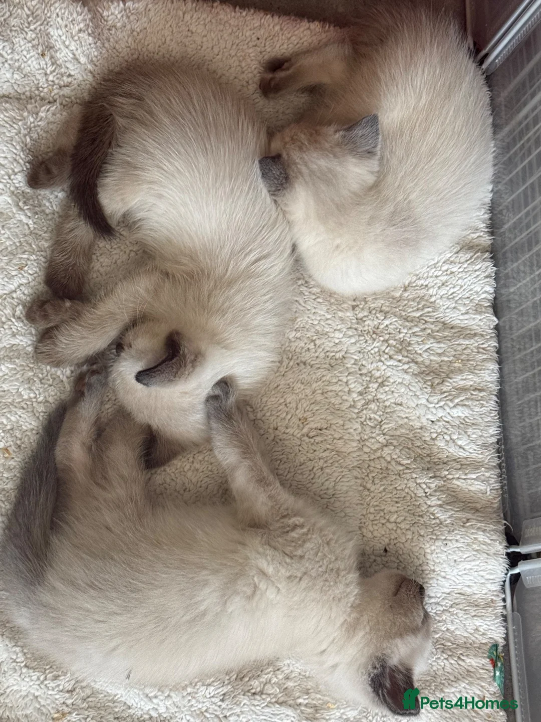 Ragdoll cats for sale: Pure Ragdoll kittens - blue point /chocolate - Advert 12