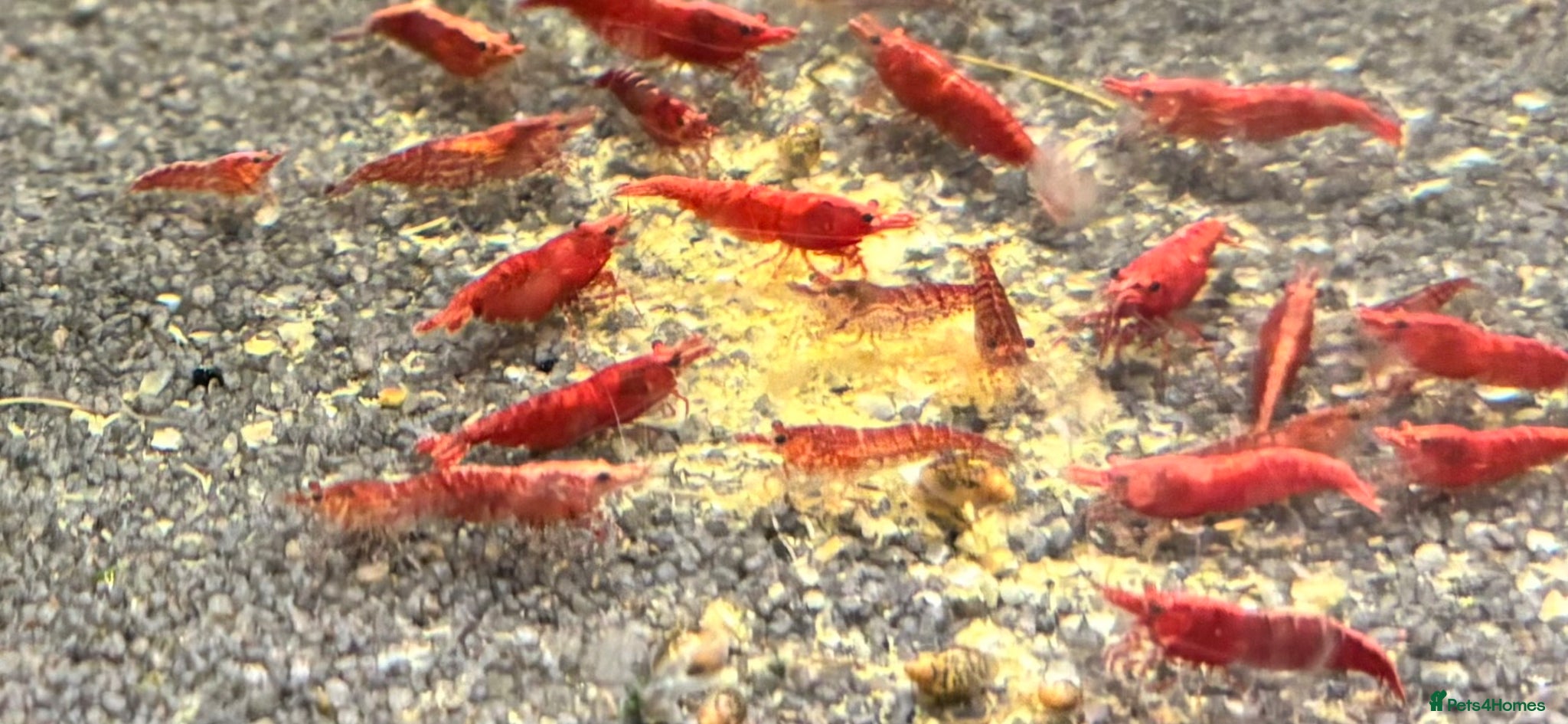 Shrimps fish Blue dream shrimp cherry and yellow  - Advert 1