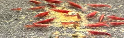 Shrimps fish for sale: Blue dream shrimp cherry and yellow  in Peterborough - Advert 1