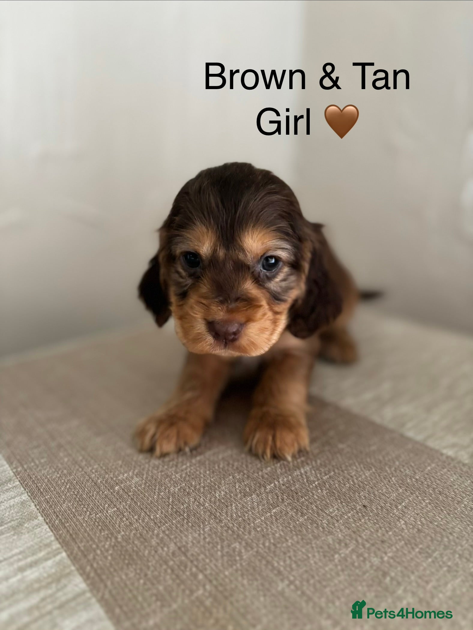 Cocker Spaniel dogs Stunning Show Cocker Spaniel Puppy’s KC Registered - Advert 12