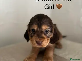 Cocker Spaniel dogs Stunning Show Cocker Spaniel Puppy’s KC Registered - Advert 12