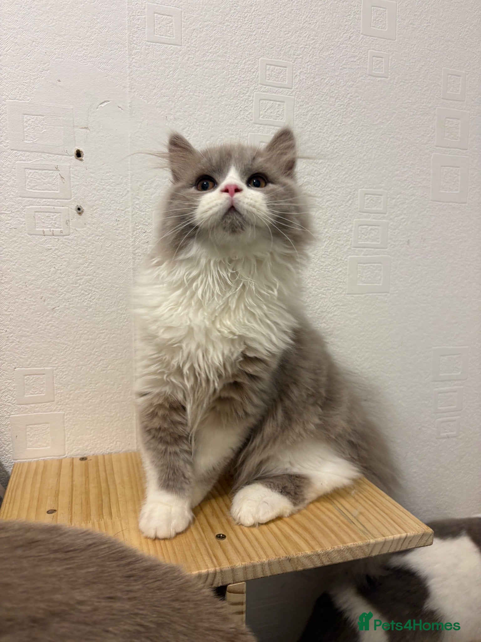 British Shorthair cats Ready now  GCCF BLH bi boy  - Advert 1