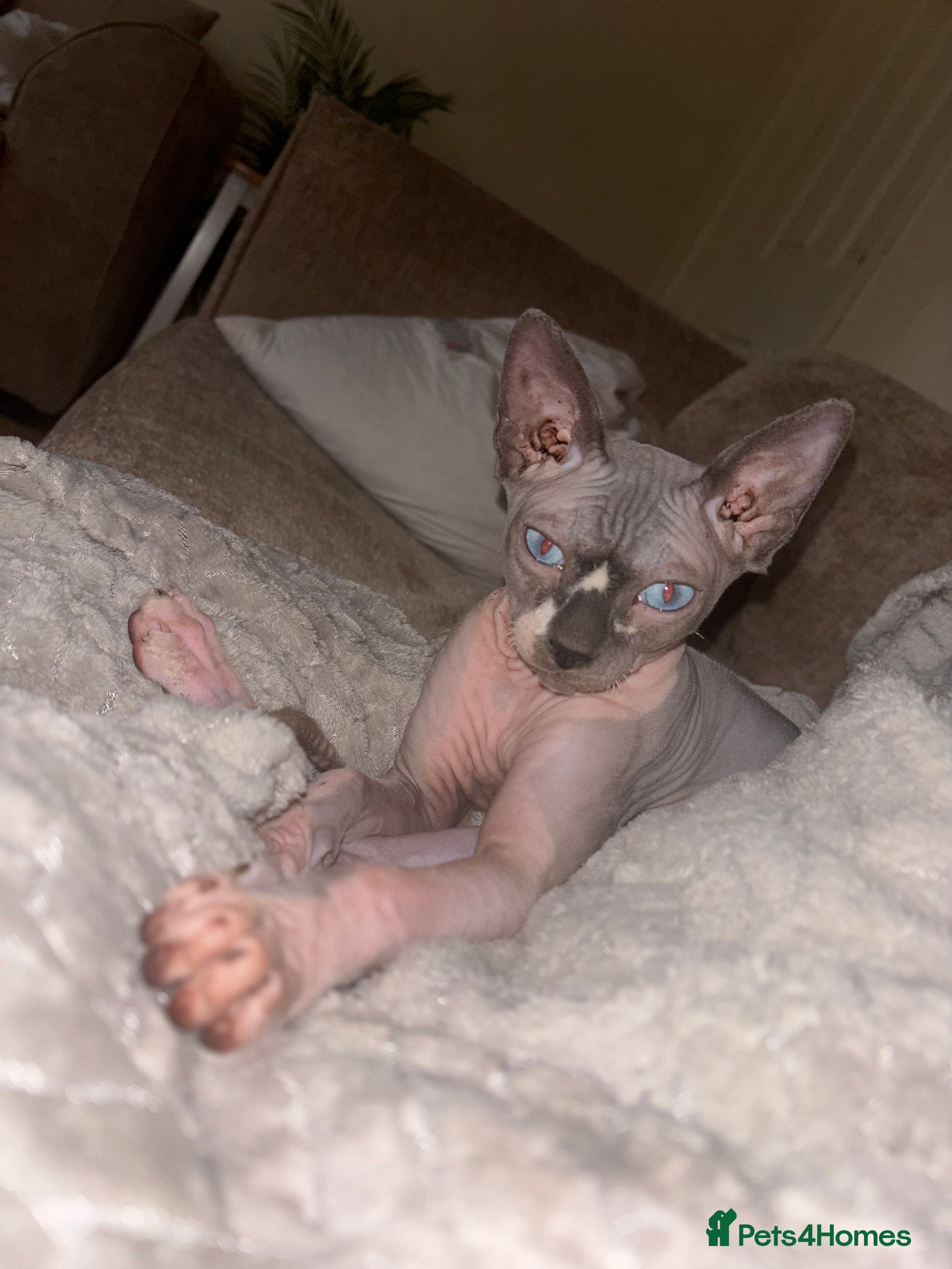 Sphynx cats Canadian Sphynx  - Advert 3