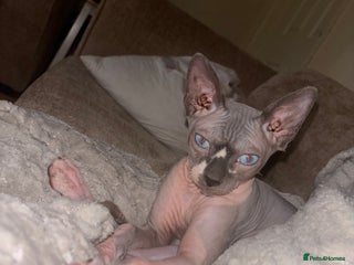 Sphynx cats Canadian Sphynx - Advert 3