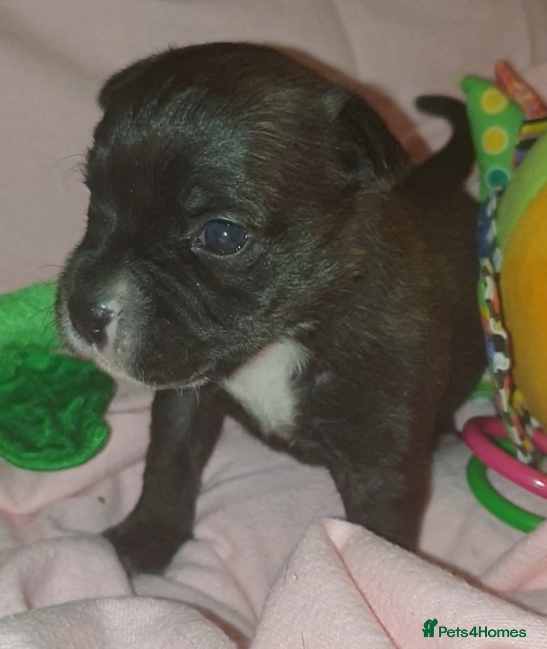 Staffordshire Bull Terrier dogs for sale: Beautiful female staffy puppy - Image 3