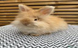 Angora rabbits for sale: Full Face English Angora’s  - Image 4