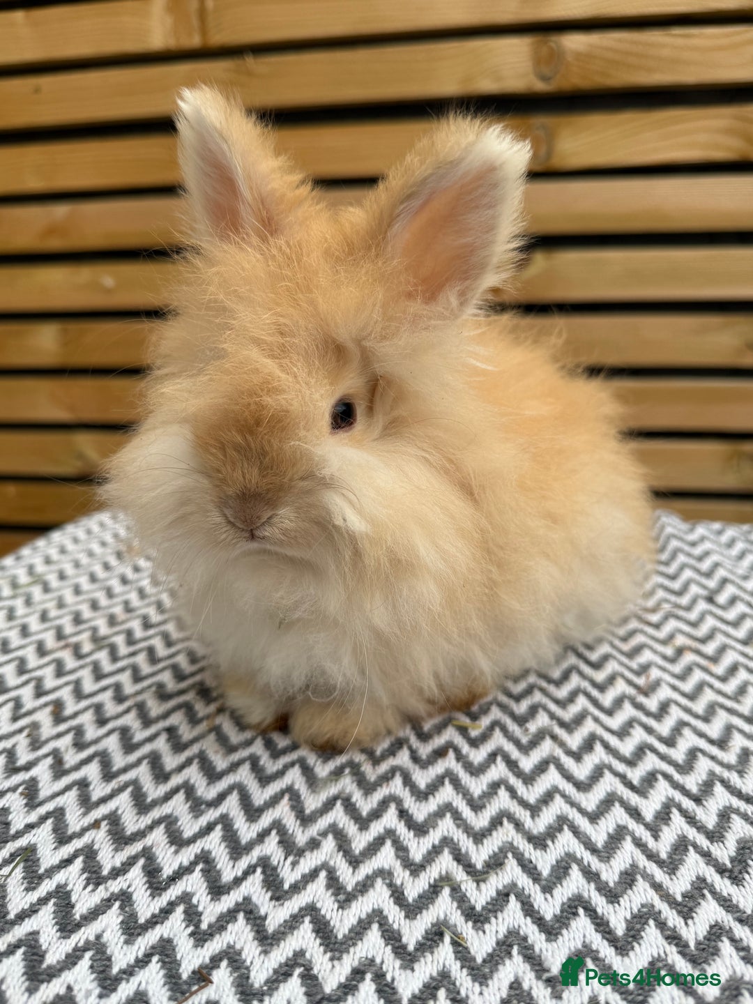 Angora rabbits for sale: Full Face English Angora’s  - Image 4