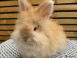 Angora rabbits Full Face English Angora’s - Advert 3