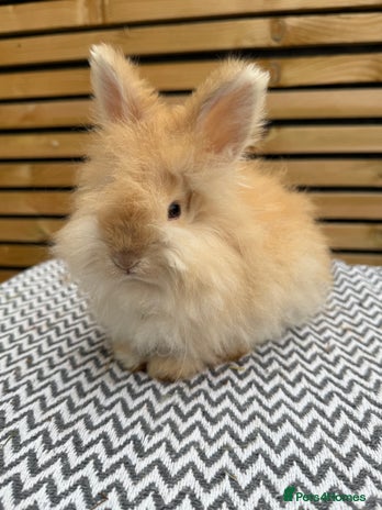 Angora rabbits Full Face English Angora’s - Advert 9