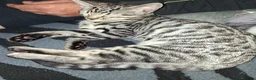 Bengal cats for sale: X2 bengal kittens 16 wks - Advert 9