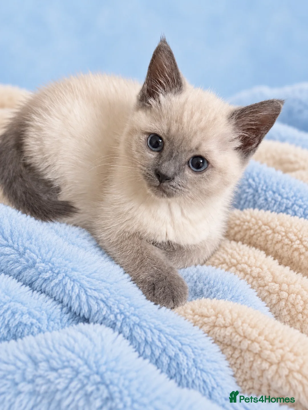 Ragdoll cats for sale: Gorgeous Ragdoll Kittens – Ready To Go!  in Bristol - Advert 13