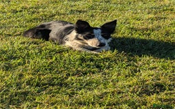 Border Collie dogs for sale: Abi isds reg - Image 2